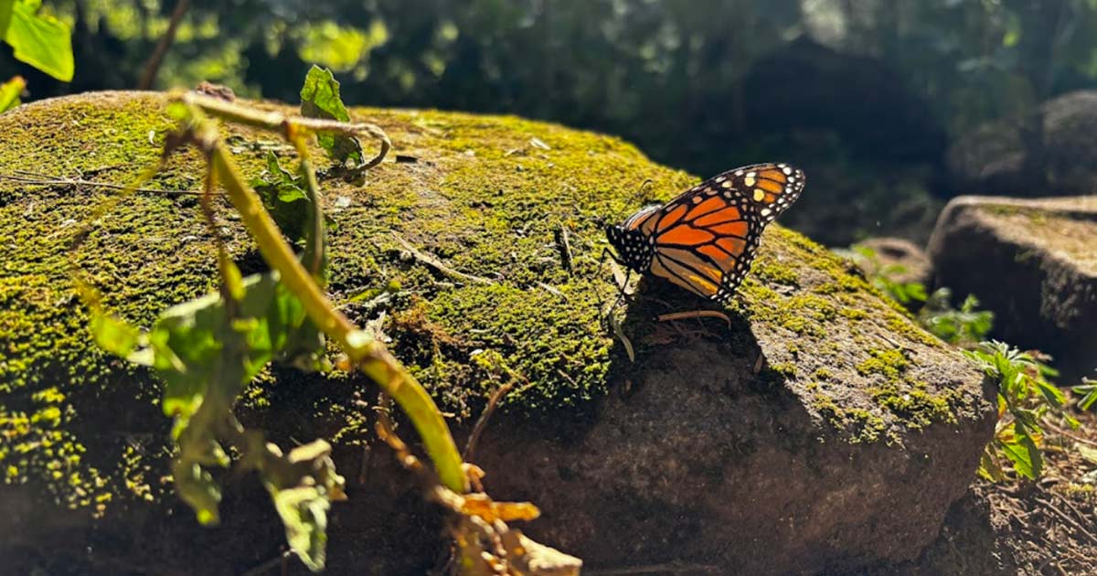 Alerta: Mariposa Monarca Continúa Peligrosamenta Camino a la Extinción