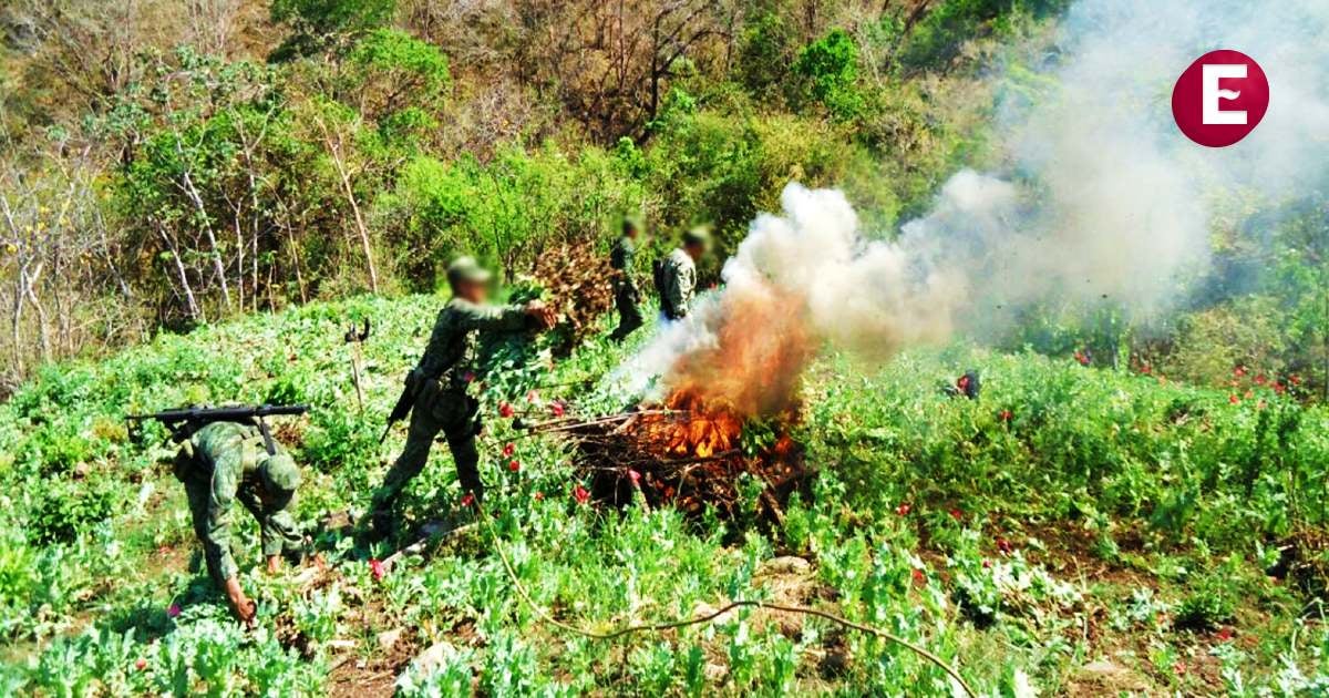 Semar Destruye 4 Plantíos de Marihuana en Nayarit