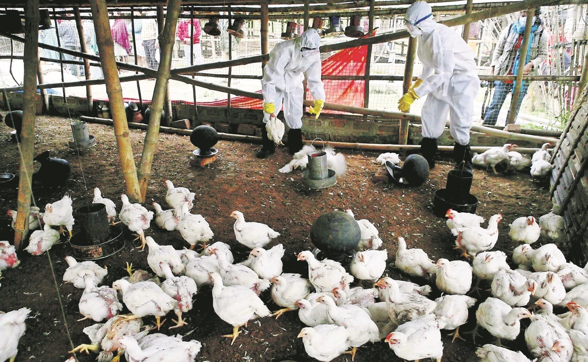 Detectan influenza aviar ah7n3 en granja comercial de nl; Activan Protocolo Sanitario | El universal