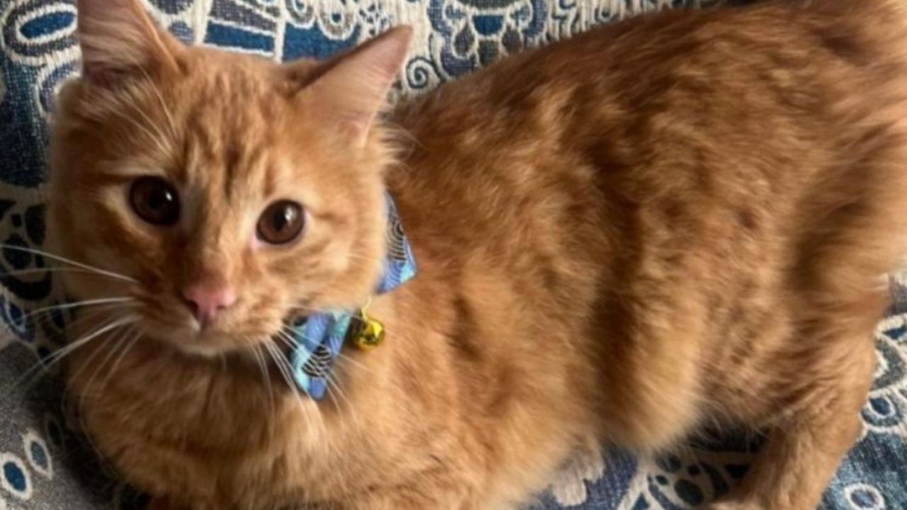Tras Pasar Sus Primeros Meses de Vida Encerrado Cruelmento en una transportadora, mango encontró por fin