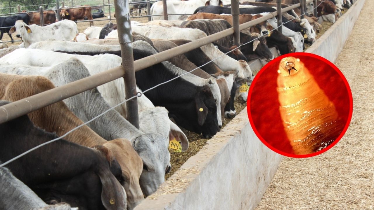 ¡Alerta por Gusano Barrenador en México! Eros Son Los Estados que Han Informado Casos en Humanos