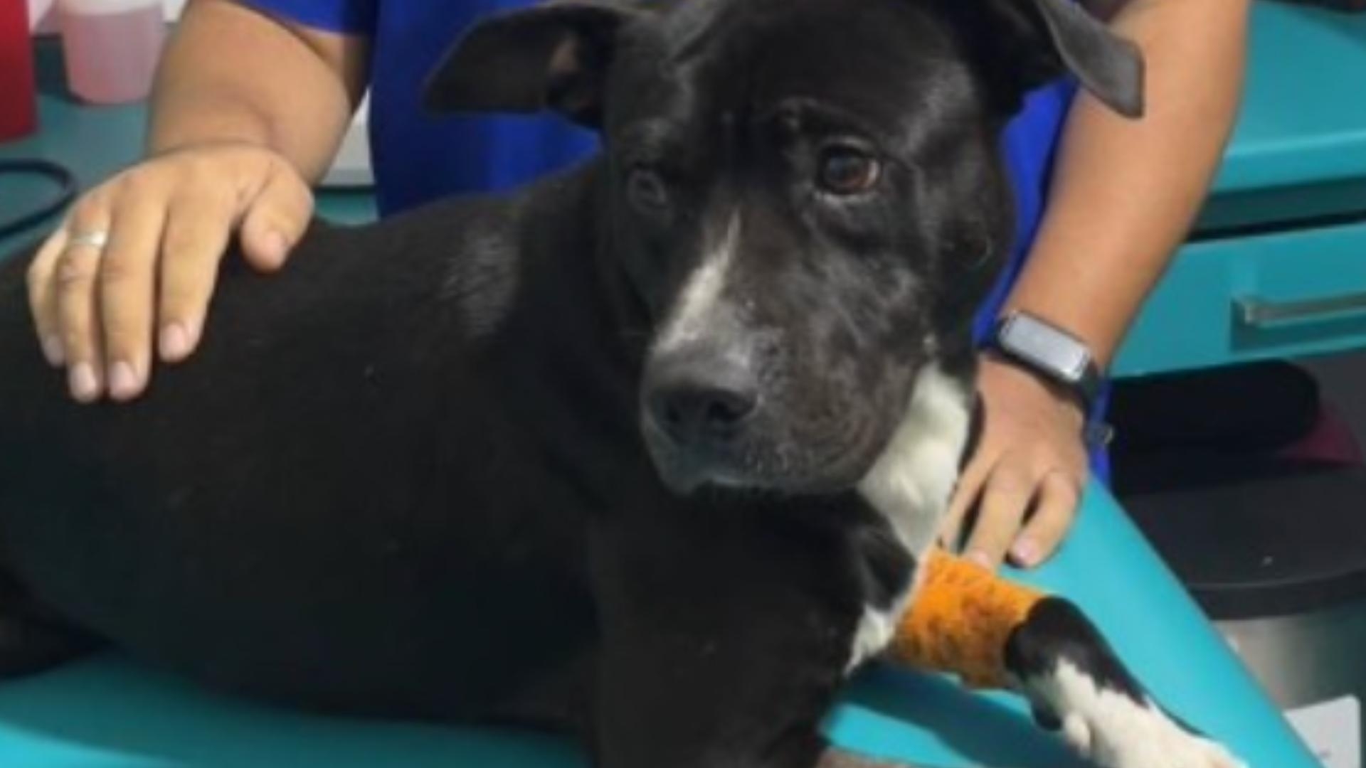‘Negrito’ se recupera; Los Agresores por crueldad animal en tonalá Han Sido Identificados