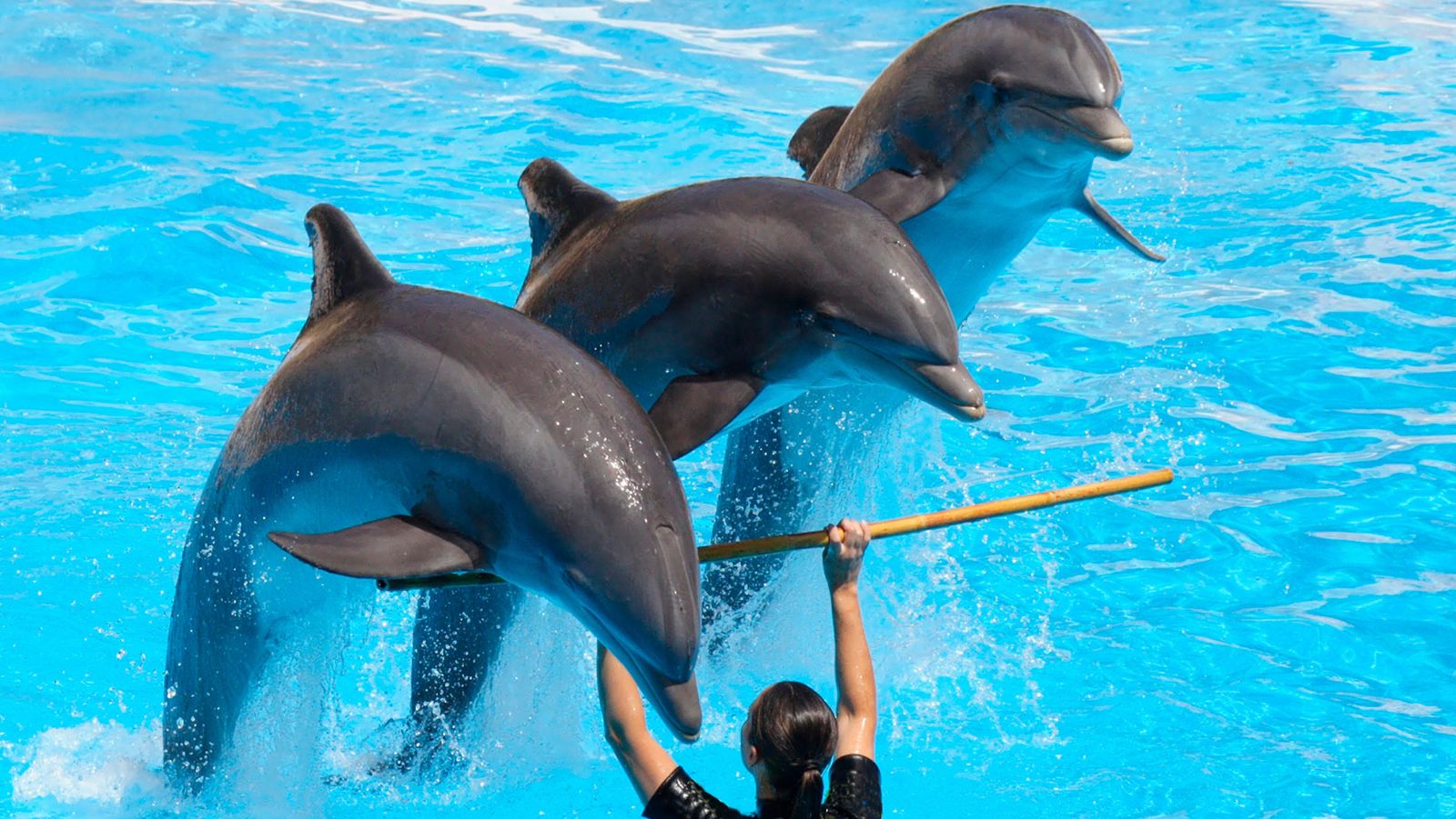 ‘Ley Mincho’ Ya es una Realidad: ¿por qué Prohibieron Lospectáculos con Delfines en México?