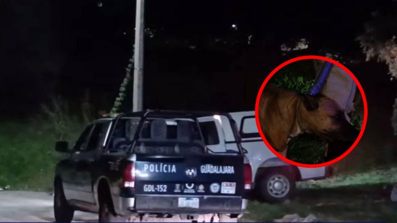 Localizan sin Vida a un hombre en situación de calle, su perrita cuidaba su cuserpo