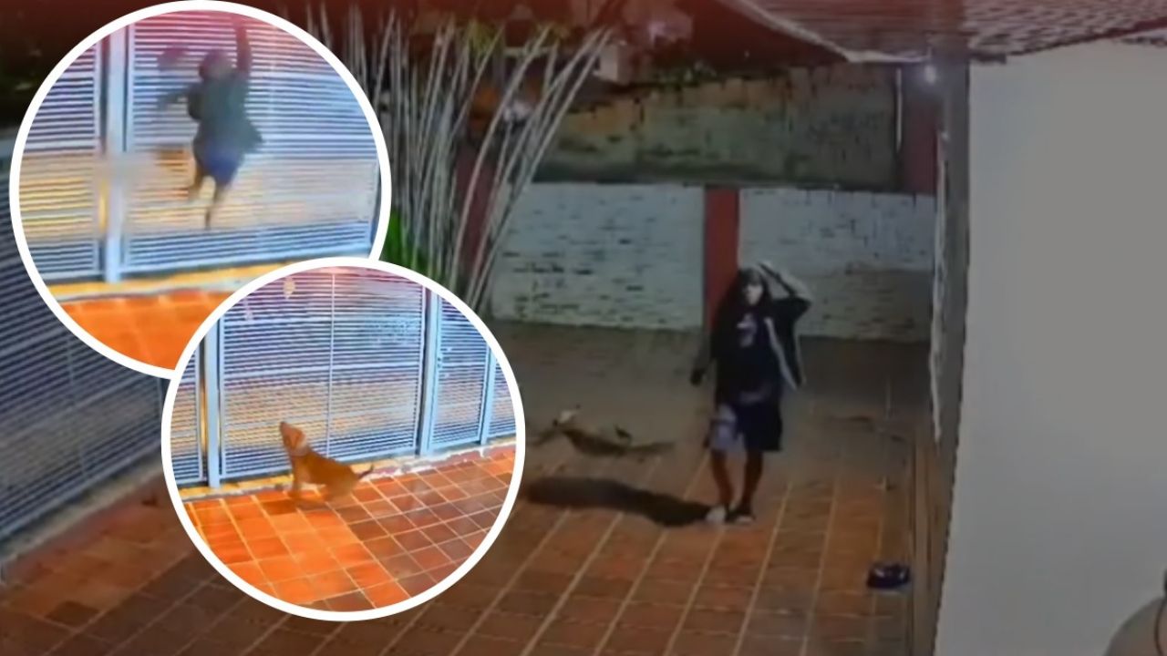 Pitbull frena ROBO en la casa de sus dueños; ladrón trepó reja al escuchar al perro ladrar | VIDEO