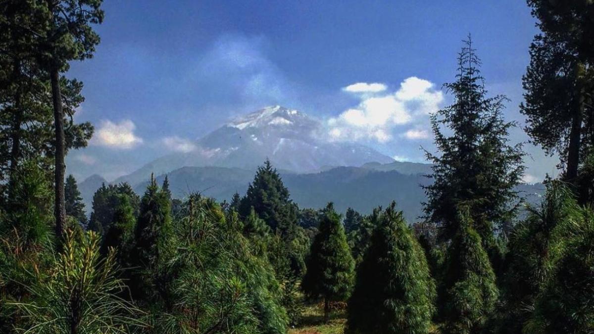 ¿Árbol natural, artificial o hecho en casa? Precios y opciones para Navidad 2025