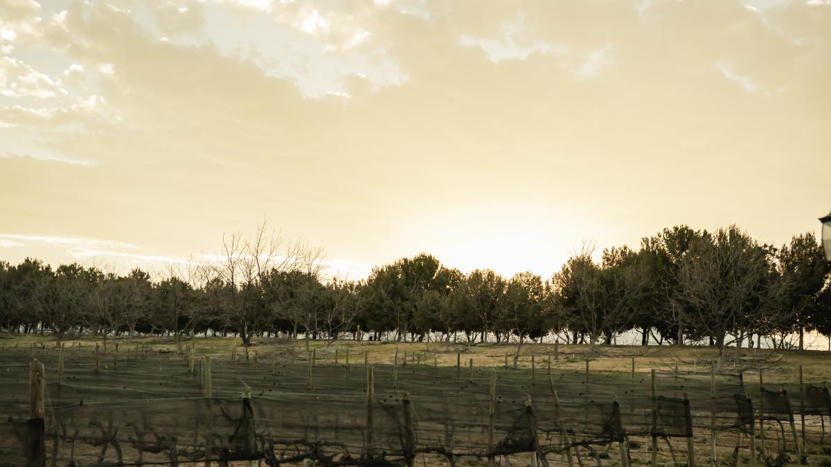 Parras, origen del vino en América y el oasis donde nacen las nuevas bodegas mexicanas