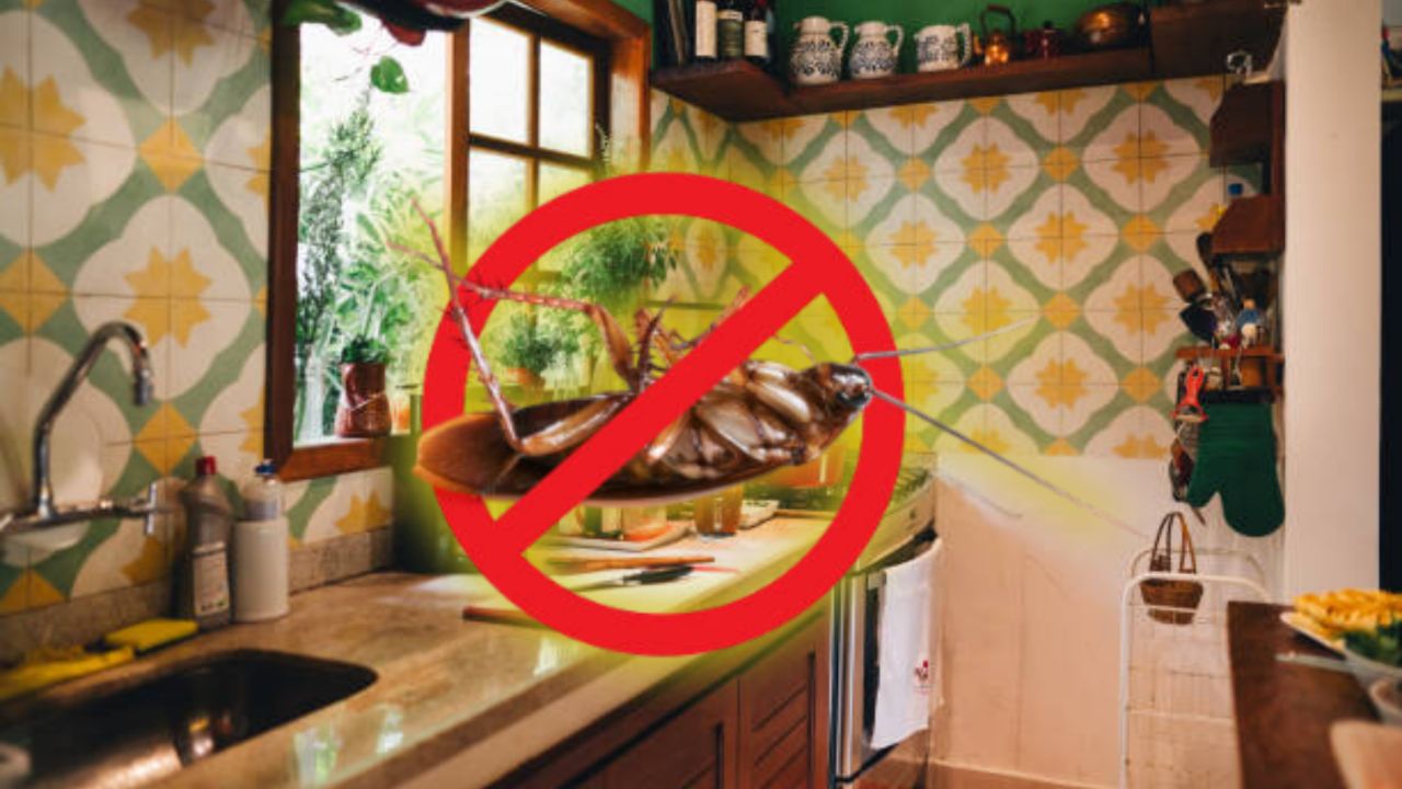 Evita que tu casa se llene de cucarachas con estos 3 ingredientes clásicos de cocina
