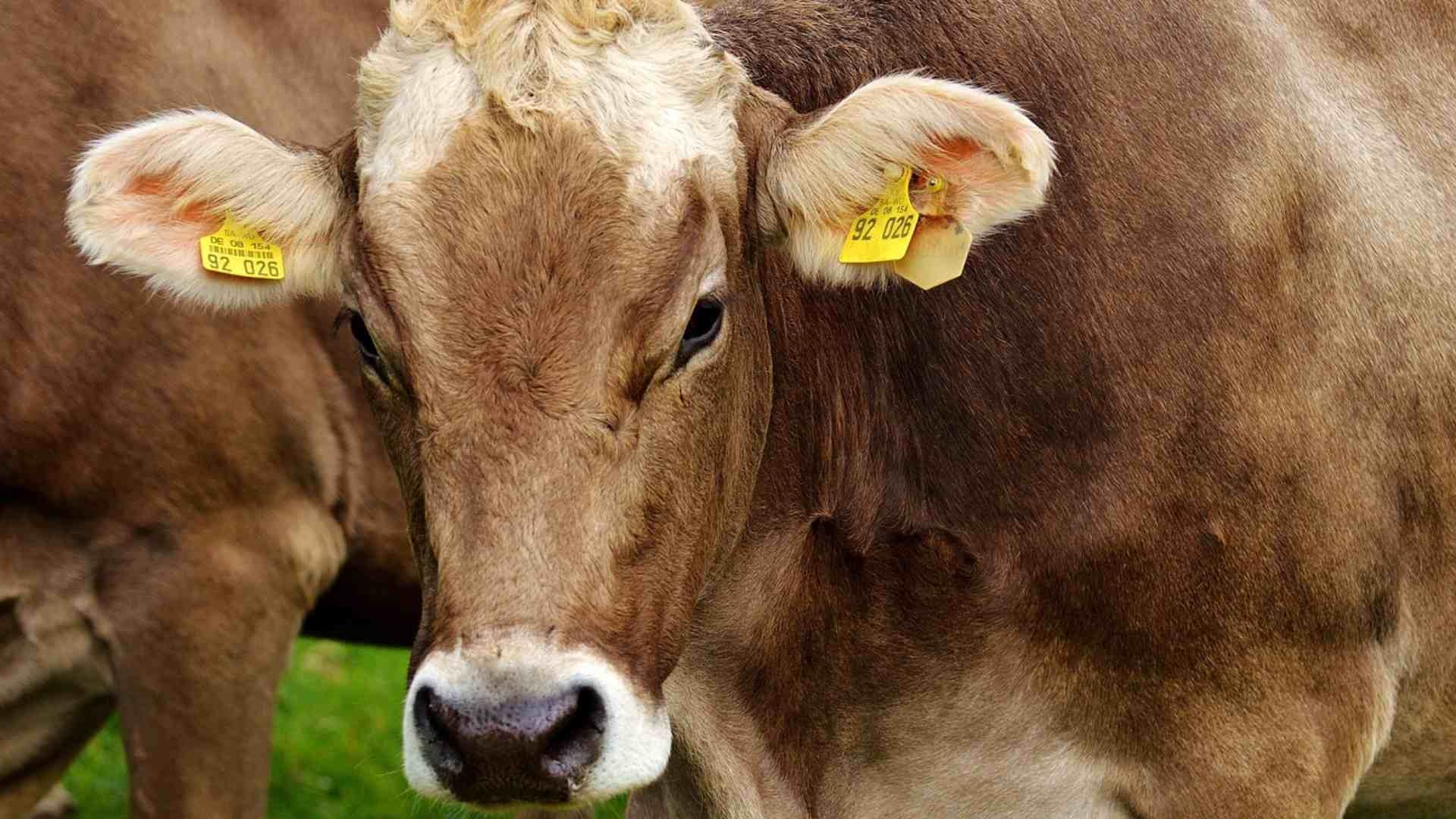 Suspenden Envío de Ganado de Veracruz por Gusano Barrenador: ¿Qué Municipios Fueron Afectados?