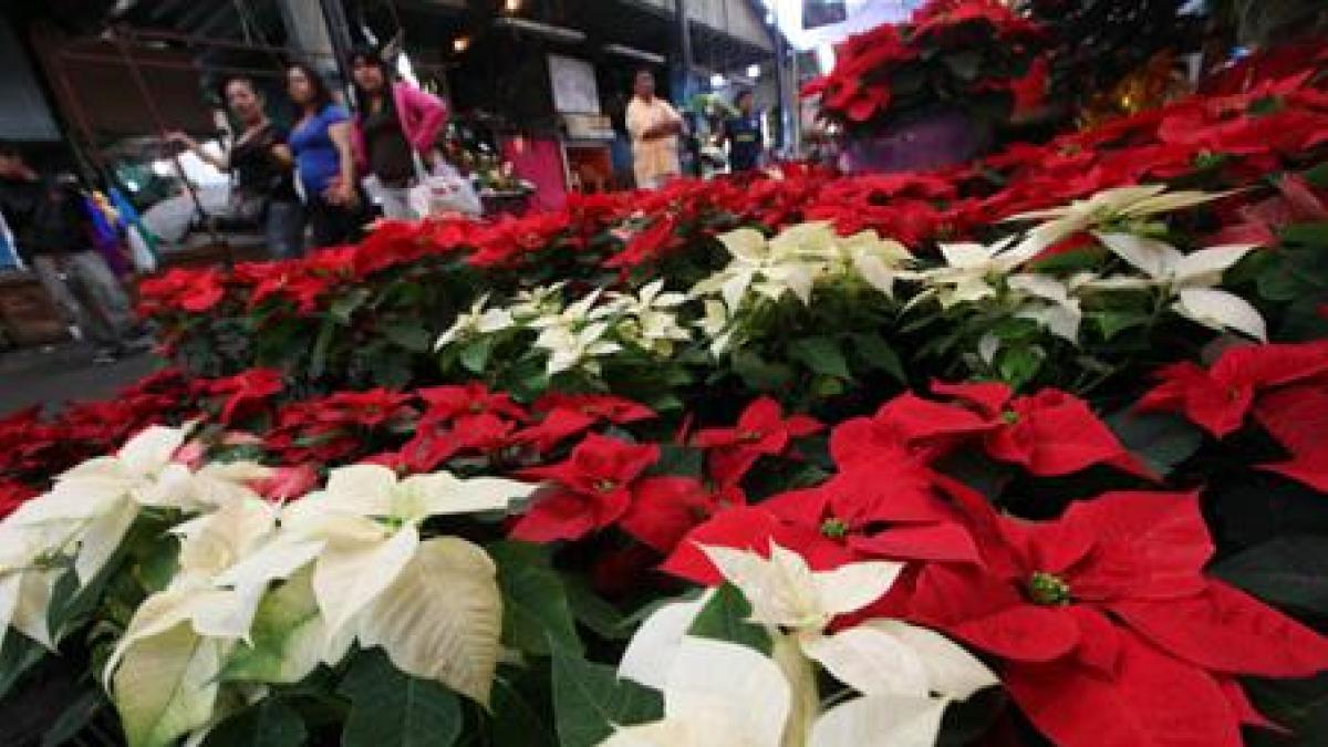 Cómo cuidar tus nochesbuenas y que te duren todo el año