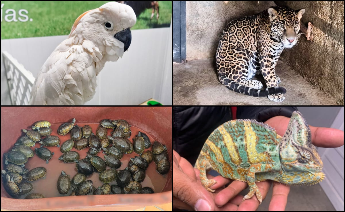 Tigres, tortugas, aves y monos, entre los animales más traficados y usados ​​de mascotas en México este 2025 | El Universal