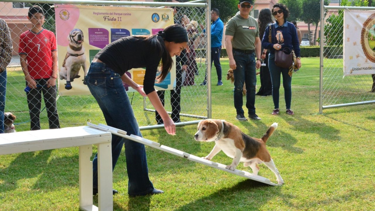 “Frida II”, el nuevo parque canino en CDMX ideal para visitar en estas vacaciones con toda la familia