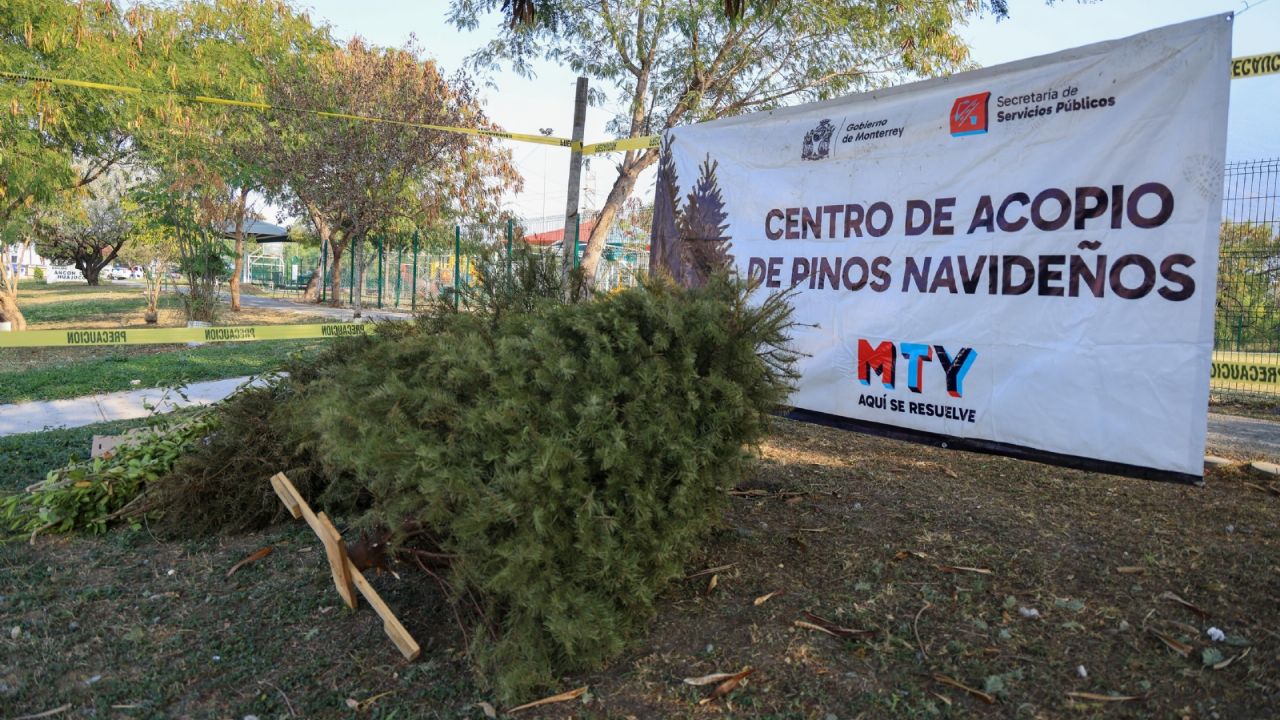 Instala Monterrey Centros de acopio de pinos navideños naturales