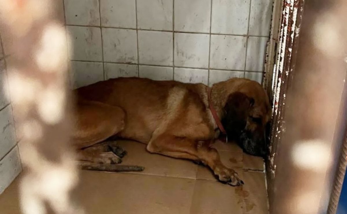 Fiscalía revela condiciones críticas en Refugio Franciscano: crematorio clandestino, plaga de ratas y alimentos contaminados