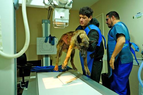 Pese a las carencias, Hospital Veterinario de la CDMX atiende todas las consultas