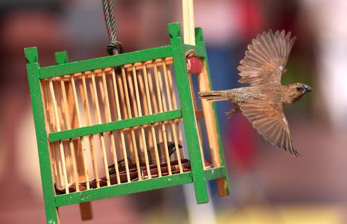 Suerte para el año nuevo lunar chino.
