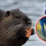 ¿Un castor arrestado? La policía respondió a una sorprendente llamada de emergencia | VIDEO