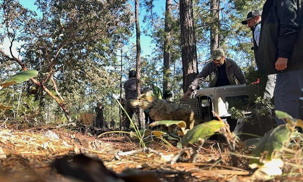 Tras 50 años, regresa el lobo al bosque; Semarnat anuncia reubicación de la especie en Sierra Madre Occidental | El Universal