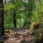 Día Internacional de los Bosques: por qué son clave para la vida, la economía y el futuro de México