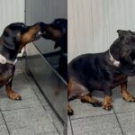 Perrito sorprende a su cuidadora con extraño comportamiento: ¿estaba “besando” su reflejo? | VIDEO