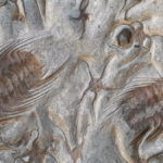 Enfermedades del pasado: trilobites heridos, dinosaurios cojos y otros machos prehistóricos