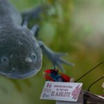 La lucha de los científicos contra la extinción del ajolote en su hábitat natural: ‘La gente no tiene conciencia’