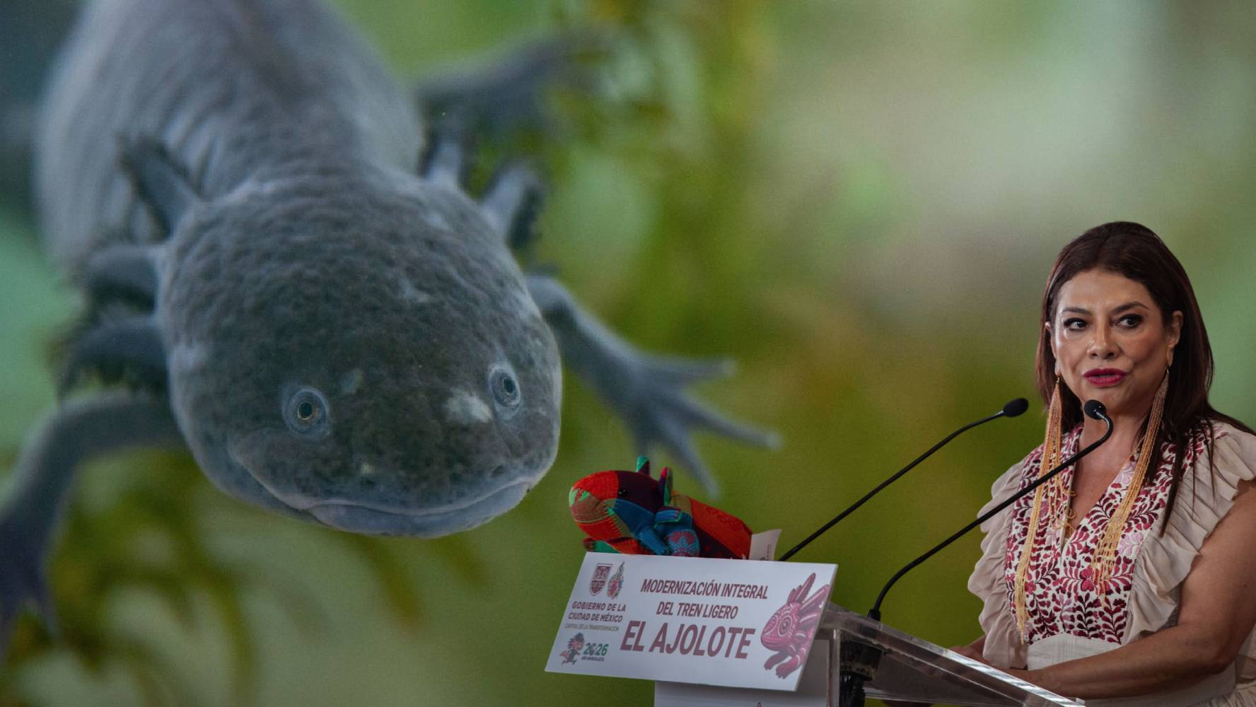La lucha de los científicos contra la extinción del ajolote en su hábitat natural: ‘La gente no tiene conciencia’