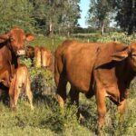 EU suspende exportación de ganado a México, detecta nuevos casos de gusano barrenador