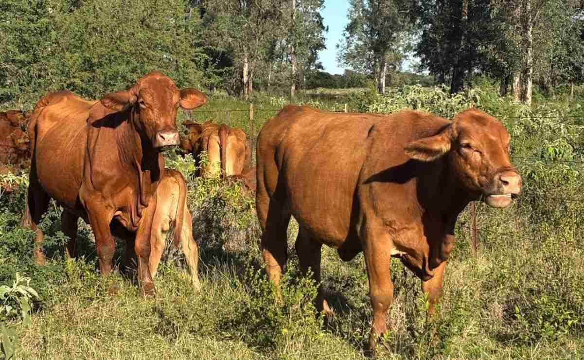 EU suspende exportación de ganado a México, detecta nuevos casos de gusano barrenador