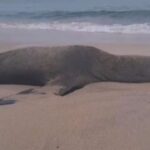 ¿De qué murió el lobo marino encontrado en Bahía de Banderas, Nayarit?