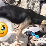 Perro se negó a alejarse de los escombros y ayudó a localizar a una familia | VIDEO