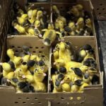 ‘Se venden bien’: Furor por ‘Merlín’ dispara compra de patos en CDMX; preocupación por su abandono